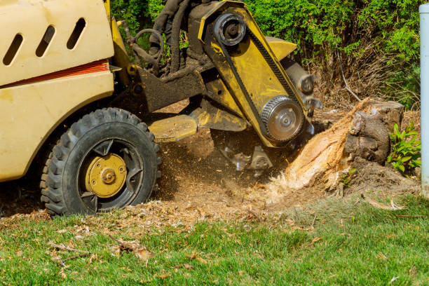 Best Professional Tree Care  in Gainesville, VA